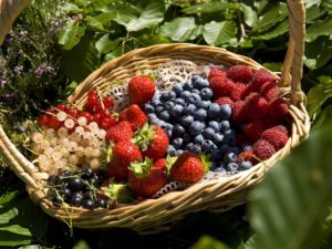 Fruits rouges des monts du Velay, le Bon et le Bien-manger, Gastronomie, Pays de la Jeun Loire, Haute-Loire, Auvergne