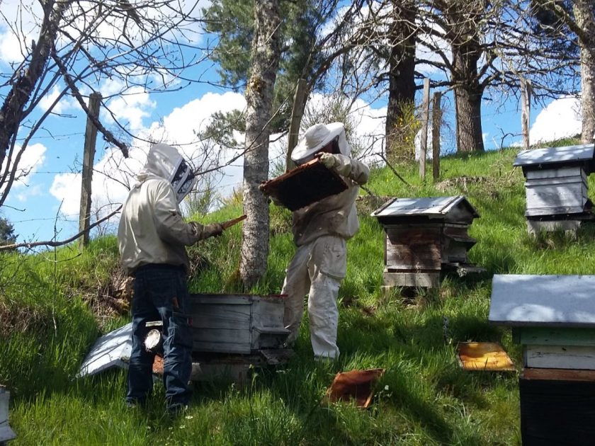 PCU_GAEC “Les abeilles de l’abbaye”_ruches