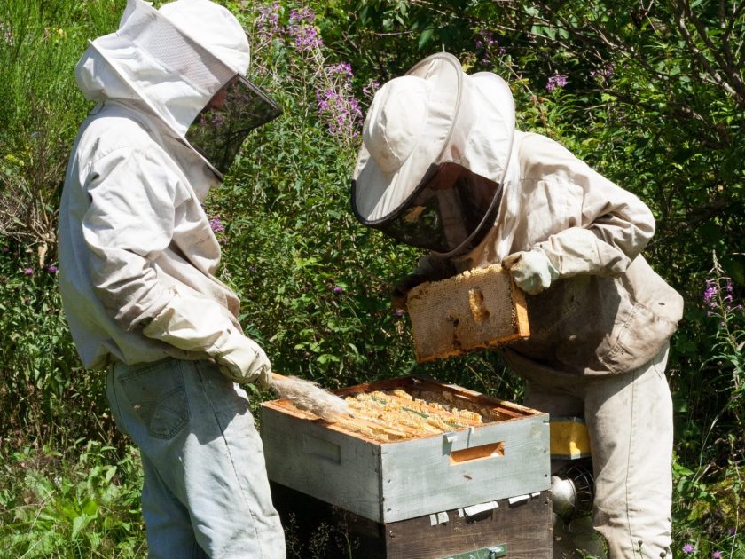 PCU_GAEC “Les abeilles de l’abbaye”_travail du miel -récolte