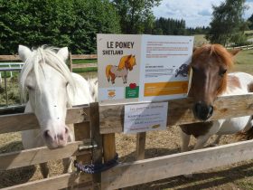 ACT-Ludoparc animalier La Clairière-poneys