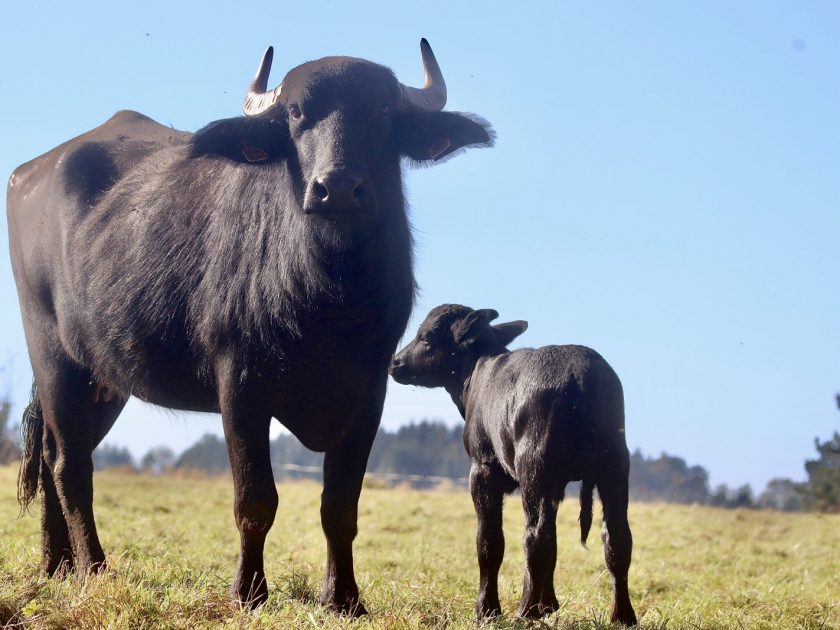 Mère et bufflon