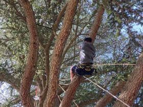 ACTI-grimped’arbre-monistrol-ASSEVE