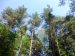 EQUI_PR 613 – Les Pierres des Moines_diversité arbres